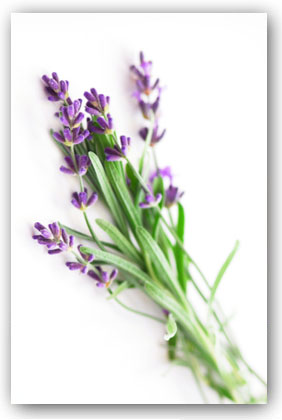photograph of lavender